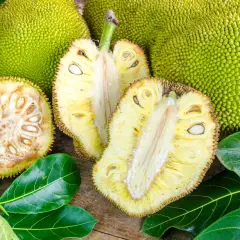 Odkryj jackfruit – co to za owoc? Zielone, kolczaste olbrzymy i ich żółte, soczyste wnętrza z nasionami.