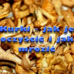Kurki - jak je oczyścić i jak mrozić. Zbiór świeżych, żółtych kurek gotowych do przetworzenia.