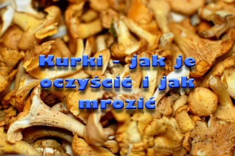 Kurki - jak je oczyścić i jak mrozić. Zbiór świeżych, żółtych kurek gotowych do przetworzenia.