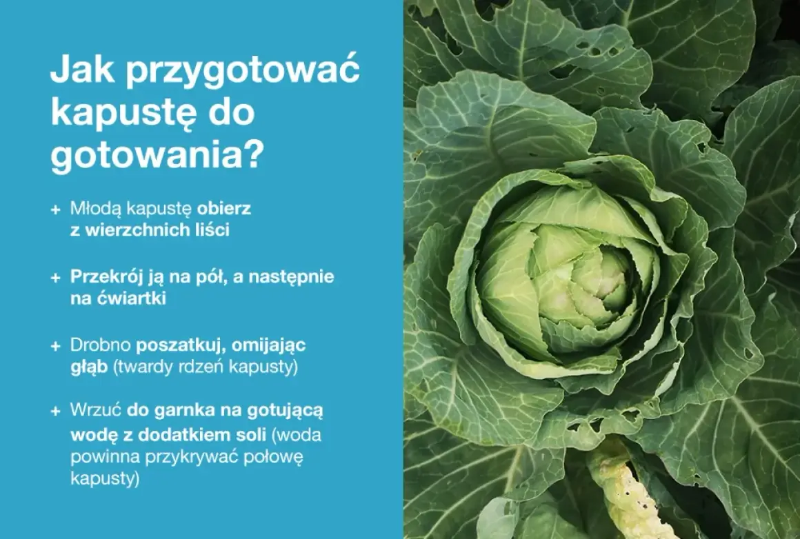 Młoda kapusta gotowa do gotowania. Dowiedz się, jakie przyprawy do młodej kapusty dodasz, by była pyszna.