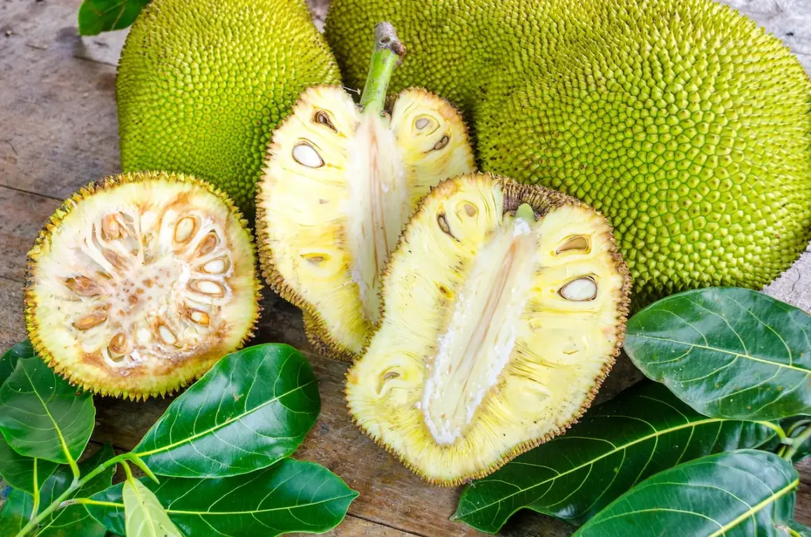 Odkryj jackfruit – co to za owoc? Zielone, kolczaste olbrzymy i ich żółte, soczyste wnętrza z nasionami.