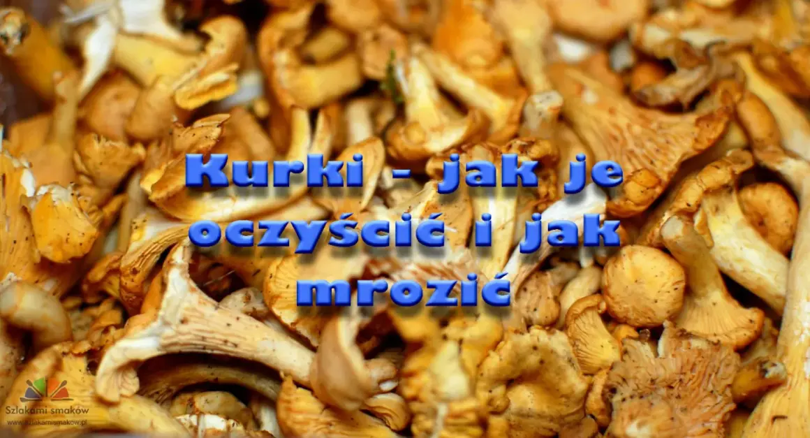 Kurki - jak je oczyścić i jak mrozić. Zbiór świeżych, żółtych kurek gotowych do przetworzenia.