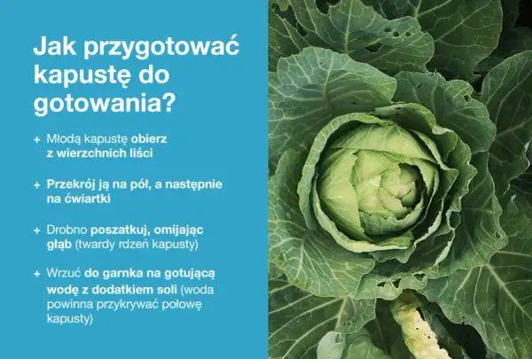Młoda kapusta gotowa do gotowania. Dowiedz się, jakie przyprawy do młodej kapusty dodasz, by była pyszna.